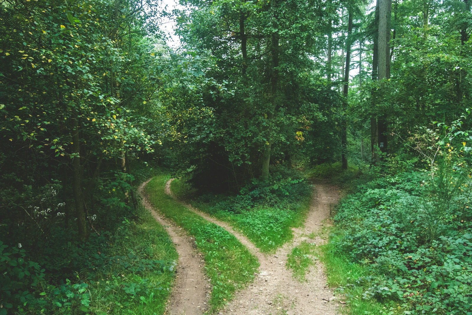 Two paths diverging, representing the choice between custom AI development and off-the-shelf